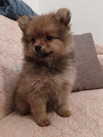 Volpini di Pomerania