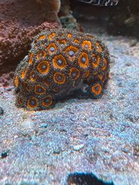 Corallo molle talee zoanthus