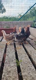 Gallo e gallina Brahma