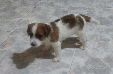 Jack Russell Terrier