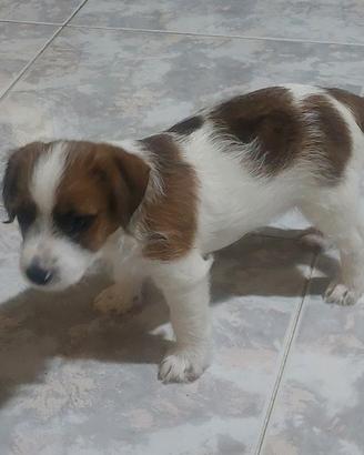 Jack Russell Terrier