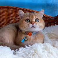 British Shorthair gattina