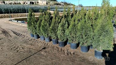 Cipressi Leyland – Privacy e verde tutto l’anno!