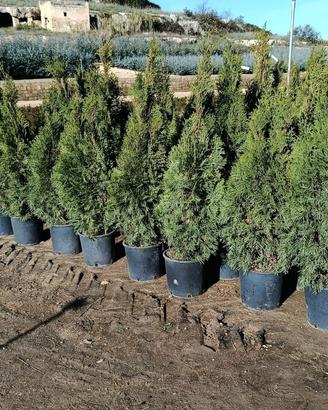 Cipressi Leyland – Privacy e verde tutto l’anno!