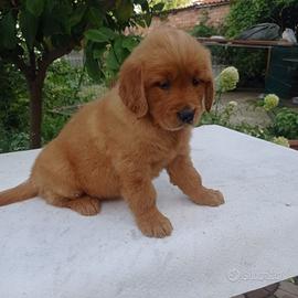 Golden Retriever cuccioli con il Pedigree Italiano