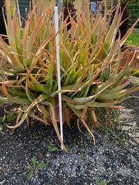 Pianta di aloe