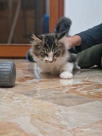 Cucciolo di maine coon - Marina Lab