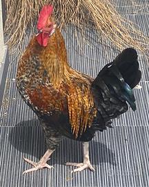 Gallo buon carattere