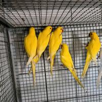 Pappagalli parrocchetti dal collare lutino