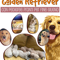 Cuccioli di Golden Retriever