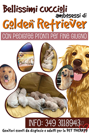 Cuccioli di Golden Retriever