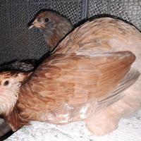 Polli ornamentali: araucana