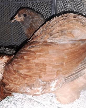 Polli ornamentali: araucana