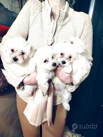 Maltese cuccioli maschi e femmine
