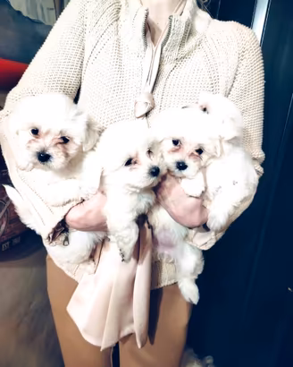 Maltese cuccioli maschi e femmine