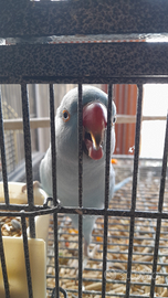 Parrocchetto dal collare