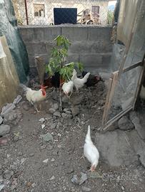 Gallo e galline bianche