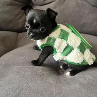 Chihuahua nero lucido