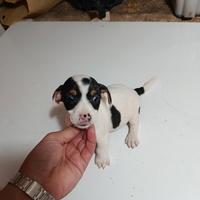 Jack Russell