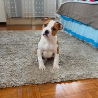 Amstaff