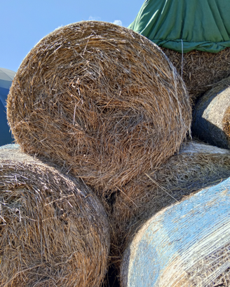 Paglia di grano e di favino