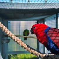 Ara,Amazzoni,Cacatua,Cenerini,Ecletti all.a mano