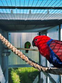 Ara,Amazzoni,Cacatua,Cenerini,Ecletti all.a mano