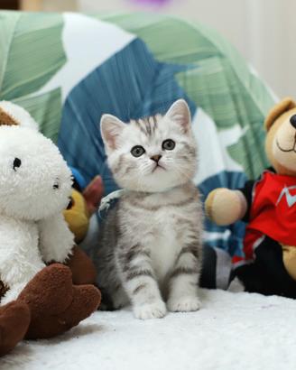 Gattino British shorthair meraviglioso scottish