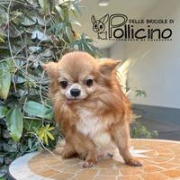 Chihuahua Ex Stalloncino rossiccio pelo lungo