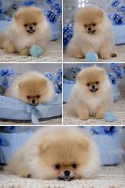 Pomerania Spitz Nano Tedesco Toy