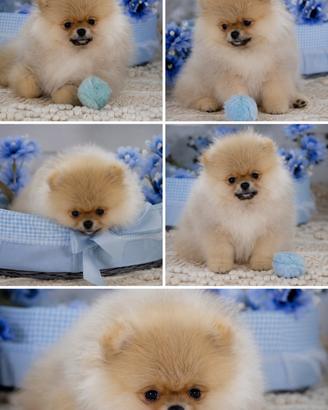 Pomerania Spitz Nano Tedesco Toy
