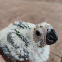 Pulli conuri jandaya