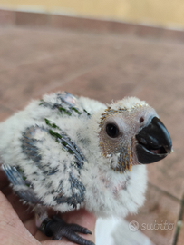 Pulli conuri jandaya