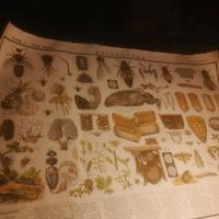 tavola Paravia "Apicoltura"