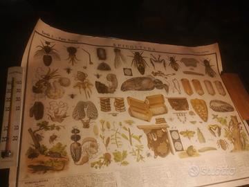 tavola Paravia "Apicoltura"