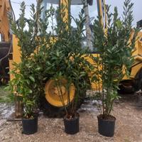 piante di alloro x fare siepi a prezzi stracciati 