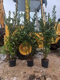 piante di alloro x fare siepi a prezzi stracciati 