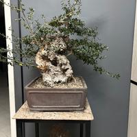 Bonsai di olivastro