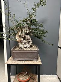 Bonsai di olivastro