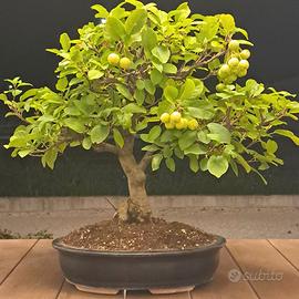 Bonsai di melo