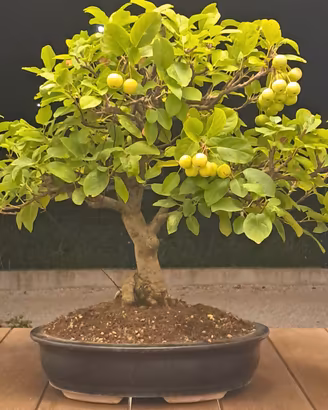 Bonsai di melo
