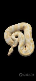 Pitone albino