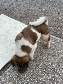 Cuccioli Akita Americano
