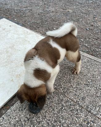 Cuccioli Akita Americano