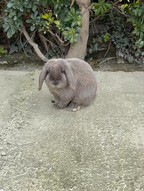 Coniglio ariete nano