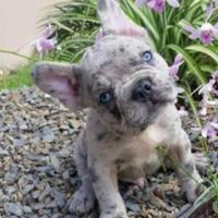 Bulldog francese merle
