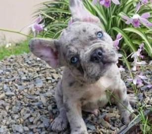 Bulldog francese merle