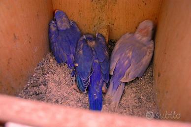 Parrocchetto dal collare-pulli(Psittacula Krameri)