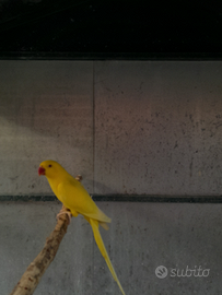 Parrocchetto dal collare