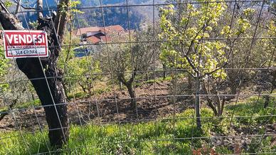 Terreno con uliveto San Pietro Apostolo Catanzaro